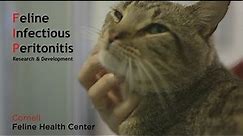 Cornell Feline Health Center FIP PSA - Feature