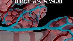 What Are Pulmonary Alveoli: 3D Animation