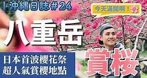 [ 沖繩日誌 #24 ]日本最早盛開的櫻花！ 沖繩超人氣賞櫻地點Ｘ本部町八重岳