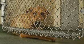 ‘We still have an overcrowding problem': San Diego animal shelters remain strained