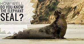 Elephant seal || Description, Characteristics and Facts!