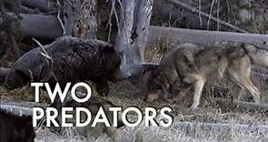 Nature:Clash Encounter of Bears and Wolves Season 28 Episode 6