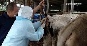 好消息！「牛結節疹」疫情趨緩 金門牛可再銷台灣本島