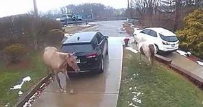 Caught on camera: 2 horses making the rounds, meeting 'neigh'-bors in Ross