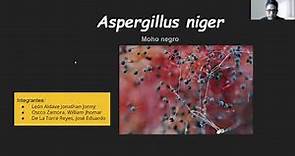Aspergillus niger..