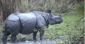 Great one-horned Rhinoceros - the largest of Rhino species