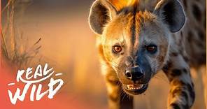 The Bone-Crushing Jaws Of African Hyenas | Race Of Life | Real Wild