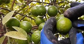 EL LIMON COMUN O CRIOLLO (Citrus aurantifolia), ABUNDANTE PRODUCCION POR ARBOL