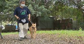 比特犬爆棄養潮 動保團體籲建完善買賣退場機制