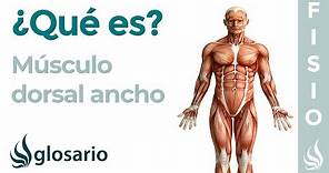 Músculo DORSAL ANCHO | Qué es, cómo estirar y fortalecer, origen, inserción, inervación y función