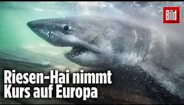 Weißer Hai ist auf dem Weg ins Mittelmeer | OCEARCH „Nukumi“