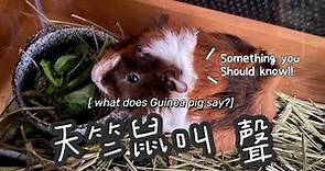 天竺鼠叫聲分析－天竺鼠不同叫聲原來是代表……what does Guinea pig say?🅦🅐🅝🅨🅔🅐🅗 🅞🅤🅣🅓🅞🅞🅡野外尹野玩