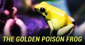 The Most Poisonous Frog in the World