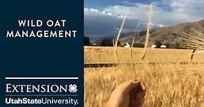 How to Manage Wild Oats