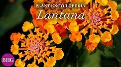 Lantana | Plant Encyclopedia