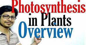 Photosynthesis in plants