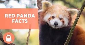 The RED PANDA 🐼❤️ (Characteristics, Habitat, Diet and More!)