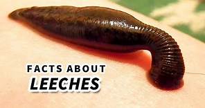 Leech Facts: BLOOD SUCKER | Animal Fact Files
