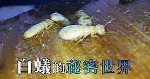 【公民科學】白蟻的祕密世界：你所不知道居家昆蟲 (我們的島 第1068集 2020-08-17)