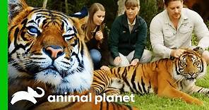 Australia Zoo's Tiger Conservation Programme | Crikey! It's The Irwins