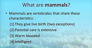 The Biology of Marine Mammals - Palomar College