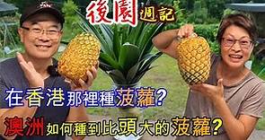 [485]在香港那裡種菠蘿? 澳洲如何種到大大個菠蘿?