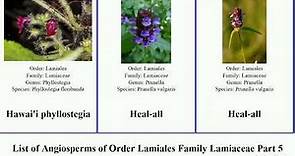 List of Angiosperms of Order Lamiales Family Lamiaceae Part 5 skullcap hoary gmelina hemigenia