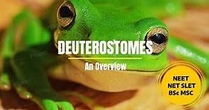 Deuterostomes Fully Explained With Examples (PDF Available)