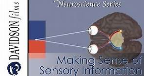 Making Sense of Sensory Information (Davidson Films, Inc.)