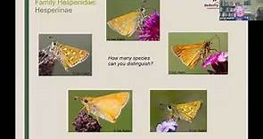 Identify butterflies: butterfly families and common species