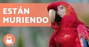 10 animales en PELIGRO de EXTINCIÓN en MÉXICO