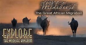 Explore the Wildlife Kingdom | Wildebeest: The Great African Migration | Full Movie