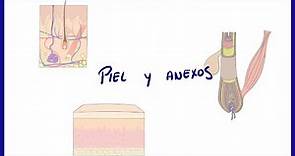 ANATOMIA | Piel y anexos (folículo piloso, uñas y glándulas) | BLASTO
