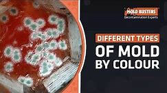 Different Types of Mold by Colour - Mold Busters