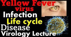 Yellow fever virus