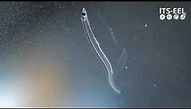 Early life of European eel (ITS-EEL)