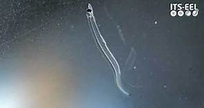 Early life of European eel (ITS-EEL)