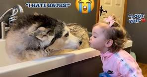 Attempting To Bath The Most Stubborn Husky On The Planet!😂🛁. [FUNNIEST VIDEO EVER!!]