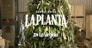 "Planta" La Virginia - Ogilvy