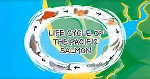 Life Cycle of the Pacific Salmon