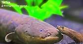 Did you know electric eels... - The Living Planet Aquarium