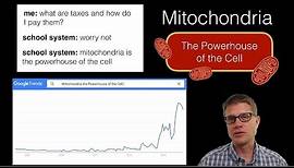 Mitochondria: The Powerhouse of the Cell