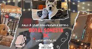 Paws + Stay: Royal Sonesta DC | A Dog-Friendly Hotel | Washington, DC