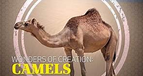 Wonders of Creation: Camels