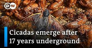 Swarms of cicadas emerge in US | DW News