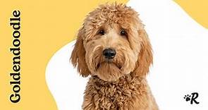 Everything You Need to Know About Goldendoodle Dogs and Puppies