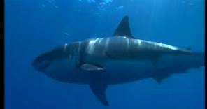 Alerta, Tiburones - (El Gran Tiburon Blanco) - Documental - National Geographic