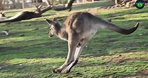 Kangaroo Kingdom: Exploring the World of Jumping Marsupials