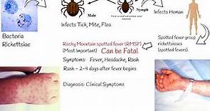 Spotted fever group rickettsioses (spotted fevers), Rocky Mountain spotted fever