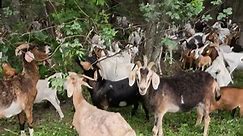 Environmentalist goats tackle Texas weed problem